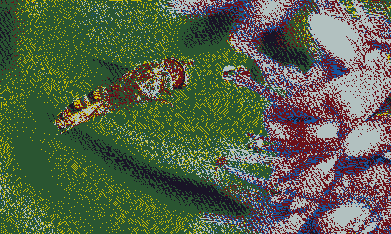 A hoverfly in front of a purple flower, from Wikimedia Commons, dithered for a Spectra 6 panel after the automatic fit